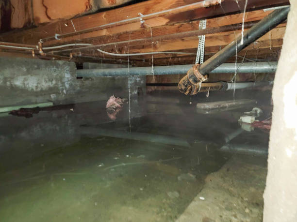 Best Water damage contractors near me  in Beecher, MI