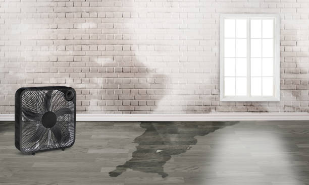 Best Water damage cleanup near me  in Beecher, MI